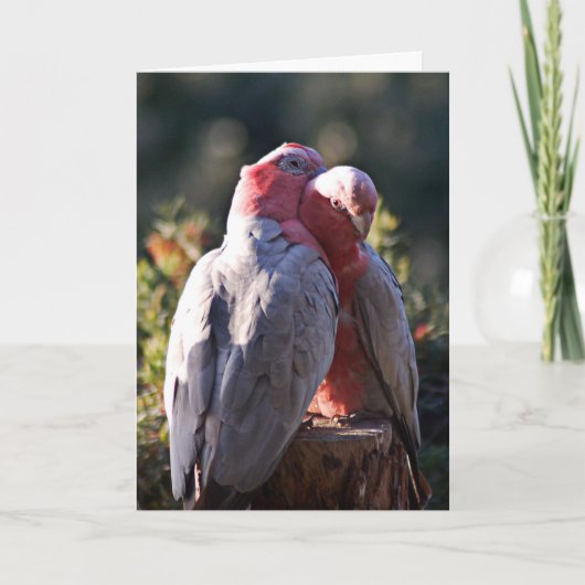 パーフェクトデー – バレンタイン シーズンカード (正面)