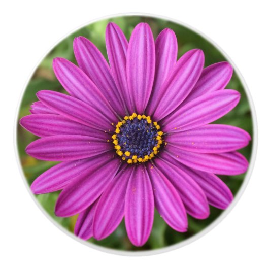 パーフェクトパープルフラワー セラミックノブ (正面)