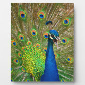パーフェクトピーコックの羽毛 フォトプラーク (正面)