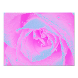 パーフェクトホットピンク&ライトブルーバラ詳細 フォトプリント           