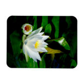 パーフェクトホワイトウォーターリリー&バド マグネット (横)