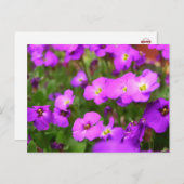 パープルかわいらしパンジー花はがき ポストカード (正面/裏面)