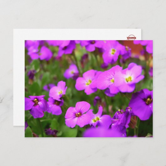 パープルかわいらしパンジー花はがき ポストカード (正面/裏面)