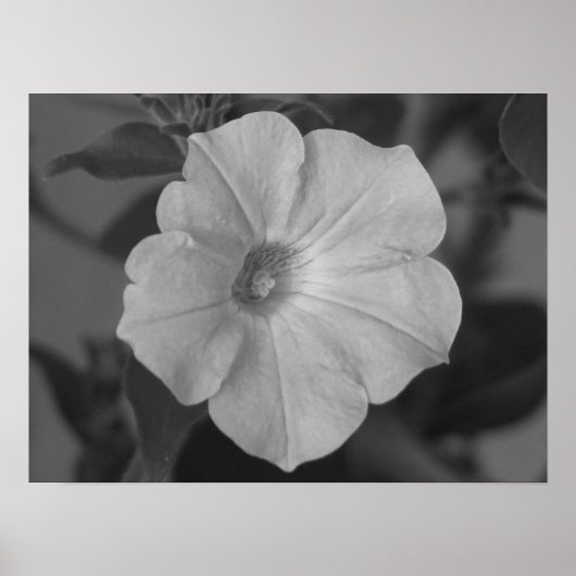 パープルかわいらしペチュニア ポスター (正面)