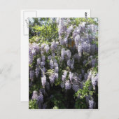 パープルつる植物ウィステリアフラワーズワイルドフラワーズフォト ポストカード (正面/裏面)