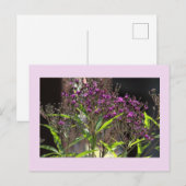 パープルの野の花の写真ポストカード シーズンポストカード (正面/裏面)