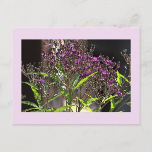 パープルの野の花の写真ポストカード シーズンポストカード (正面)