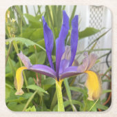 パープルアイリスフラワーアウトドアガーデン自然写真 スクエアペーパーコースター (正面)