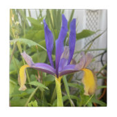 パープルアイリスフラワーアウトドアガーデン自然写真 タイル (正面)