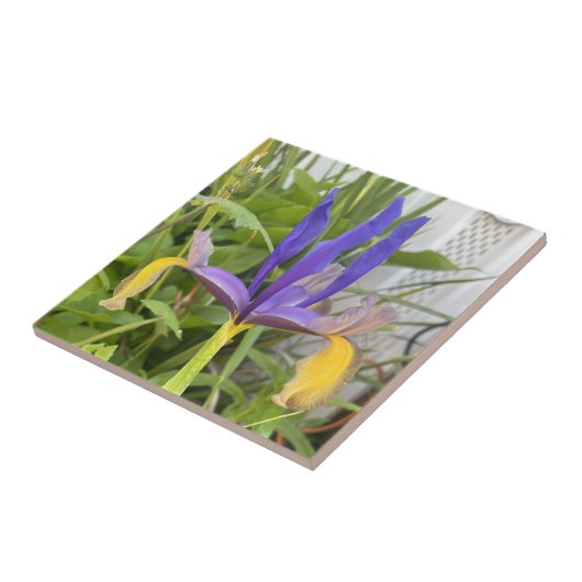 パープルアイリスフラワーアウトドアガーデン自然写真 タイル (側面)