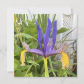 パープルアイリスフラワーアウトドアガーデン自然写真 ノートカード (正面)