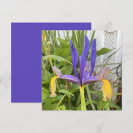 パープルアイリスフラワーアウトドアガーデン自然写真 ノートカード