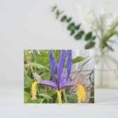 パープルアイリスフラワーアウトドアガーデン自然写真 ポストカード (スタンド正面)