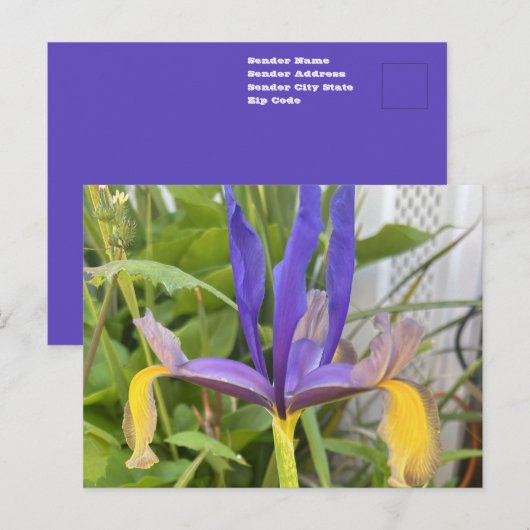パープルアイリスフラワーアウトドアガーデン自然写真 ポストカード (正面/裏面)