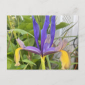 パープルアイリスフラワーアウトドアガーデン自然写真 ポストカード (正面)