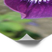 パープルアイリスプリント ポスター (角)