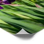 パープルアイリスプリント ポスター (角)