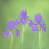 パープルアイリス絵画ズ – オリジナルフラワーアート シール (正面)