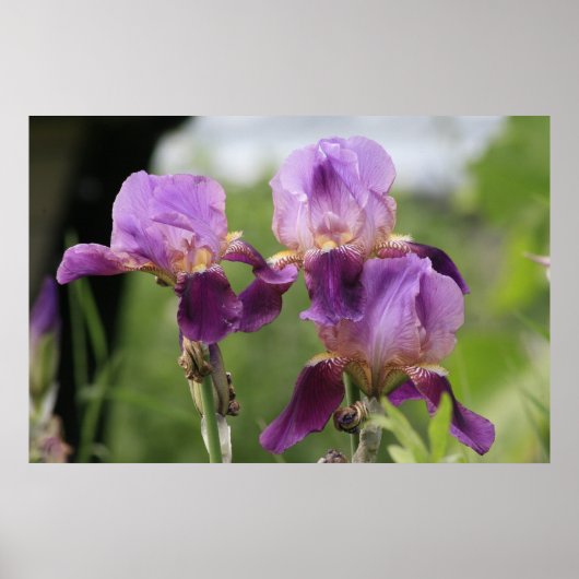 パープルアイリス！ ポスター (正面)