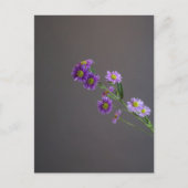 パープルアスターはがき ポストカード (正面)