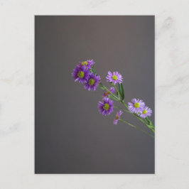 パープルアスターはがき ポストカード
