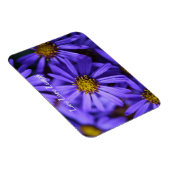 パープルアスター花at RHS Garden Wisley 考える's マグネット (右側)