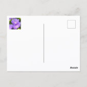 パープルアスター野草写真フローラ ポストカード (裏面)