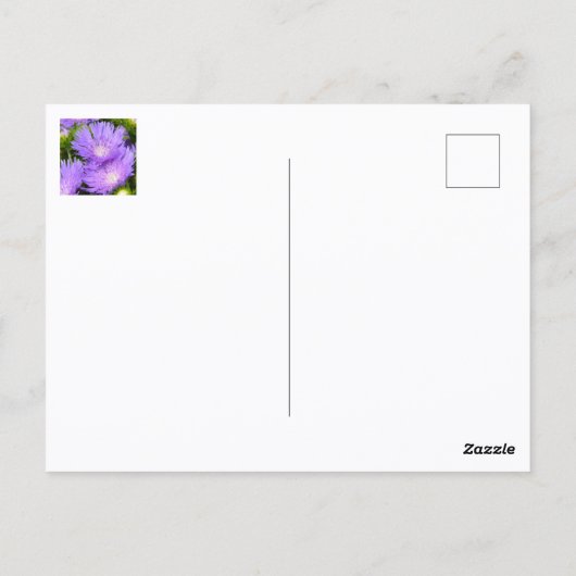 パープルアスター野草写真フローラ ポストカード (裏面)