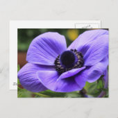 パープルアネモン ポストカード (正面/裏面)