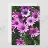 パープルアフリカデイジーフラワー結婚式招待状 招待状 (裏面)