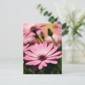 パープルアフリカデイジー ポストカード (スタンド正面)