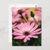 パープルアフリカデイジー ポストカード (正面/裏面)