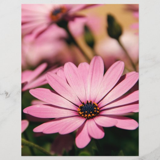 パープルアフリカンデイジー チラシ (正面)