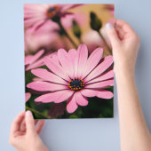 パープルアフリカンデイジー チラシ (手)