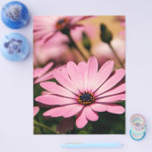 パープルアフリカンデイジー チラシ (シングル)