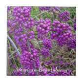 パープルアメリカンボーティベリー植物学 タイル (正面)