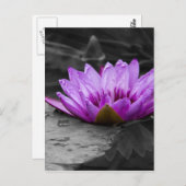 パープルウォーターリリー002黒と白の背景 ポストカード (正面/裏面)