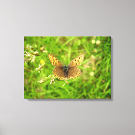 パープルエッジ銅蝶キャンバス印刷 キャンバスプリント