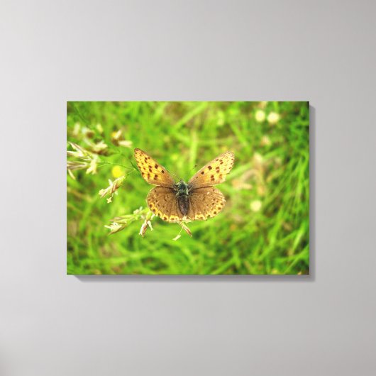 パープルエッジ銅蝶キャンバス印刷 キャンバスプリント (正面)