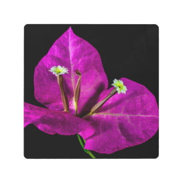 パープルエレガントブーゲンビリア メタルプリント