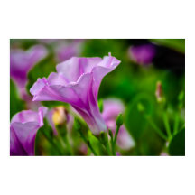 パープルエレガント開花（フォーカスあり）