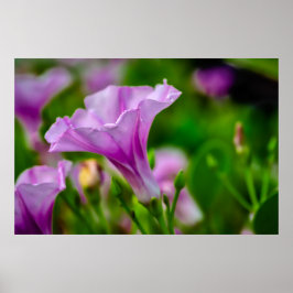パープルエレガント開花（フォーカスあり） ポスター