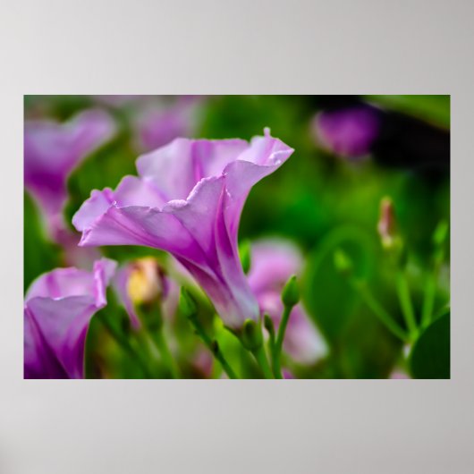 パープルエレガント開花（フォーカスあり） ポスター (正面)