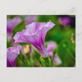 パープルエレガント開花（フォーカスあり） ポストカード
