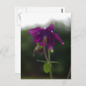 パープルオダマキ(植物)はがき ポストカード (正面/裏面)