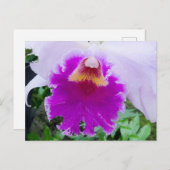 パープルオーキッド開花はがき ポストカード (正面/裏面)