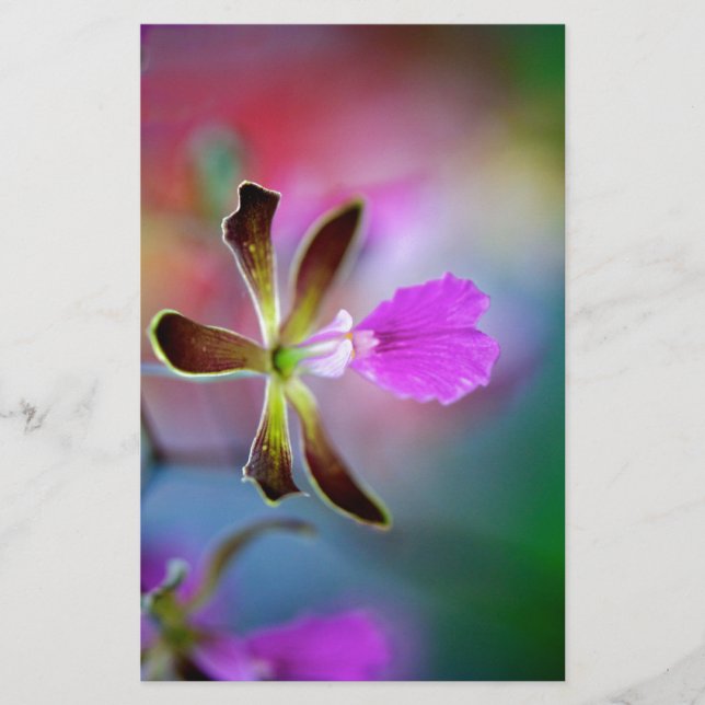 パープルオーキッド (正面)