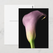 パープルカラリリー ポストカード (正面/裏面)