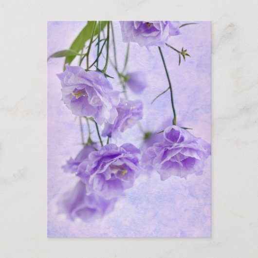 パープルカンパネラフラワーズマクロ ポストカード (正面)