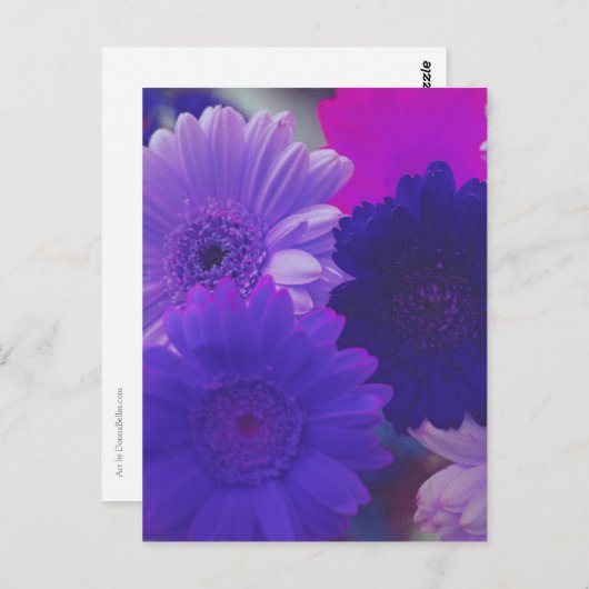 パープルガーベラデイジーフラワーフォトアートポストカード ポストカード (正面/裏面)
